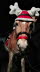 Pony2Go_Weihnachtsmarkt